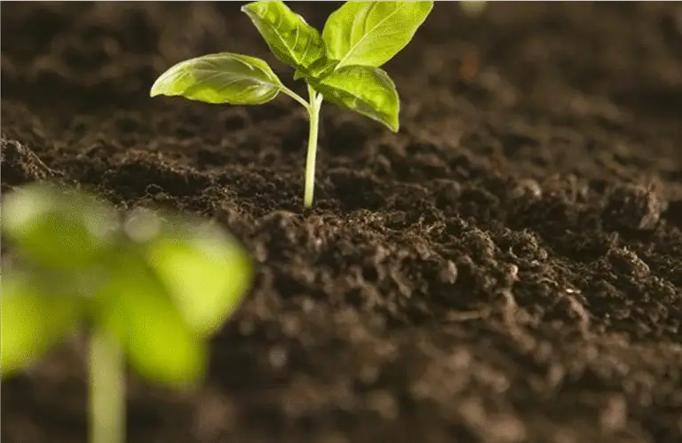 Lire la suite à propos de l’article Le compost : or brun de notre jardin