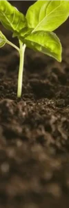 Le compost : or brun de notre jardin