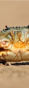 Ces animaux qui recyclent mieux que toi